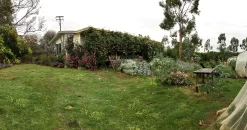 Bottlebrush, Seeds From Callistemon ‘Purple Splendour’ Seeds -Garden Fresh Shop 79557607 BAA6 4432 9293 3478A19548AC