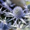 Sea Holly / Eryngium Blue Hobbit Seeds 2 Sea Holly / Eryngium Blue Hobbit Seeds -Garden Fresh Shop 7E4AE721 10B3 45E6 9DDE C0807887508D
