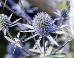 Sea Holly / Eryngium Blue Hobbit Seeds