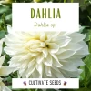 White Decorative Dahlia Seeds -Garden Fresh Shop 8