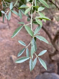 Other Tagasaste (Tree Lucerne) Seeds -Garden Fresh Shop 84b3d54d61c1507875d1868e58d79bf742b2a529