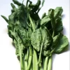 Chinese Broccoli / Kaillan / Cải Làm / Cải Rổ Seeds -Garden Fresh Shop 8A252D5C DAE2 4DDB A028 C350A4098938 e1636785680794