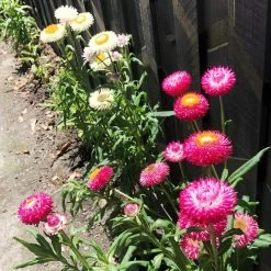 Xerochrysum Bracteatum (Mixed Colour) Everlasting Paper Daisy (5g Bulk) Seeds -Garden Fresh Shop 8C8A057C FDD7 4C4B 89C0 DE6A5C4F0F26