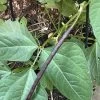 Bean, Bush Snake Bean Seeds -Garden Fresh Shop 94071A53 BC48 4244 941D 0FA9946FD901 scaled 1