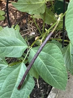 Bean, Bush Snake Bean Seeds