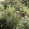 Native Lemon Grass Seeds -Garden Fresh Shop 9491933971 5aa99d40bf b