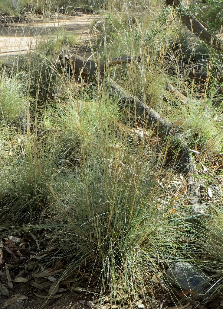 Native Lemon Grass Seeds 3 Native Lemon Grass Seeds