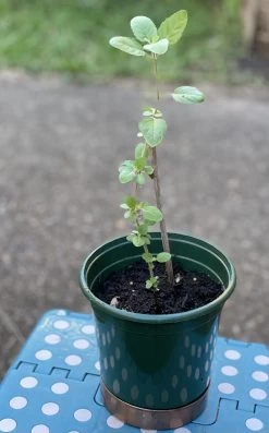 Organic Basil- Krishna Tulsi Seeds -Garden Fresh Shop 950B300A 9F73 4897 9913 C3E480621A2C scaled 1