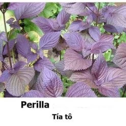 Perrila/tía Tô Seeds