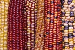 Corn – Painted Mountain Seeds -Garden Fresh Shop 9a5c1c74880c4adf1b3e8d73f0f2d1eb