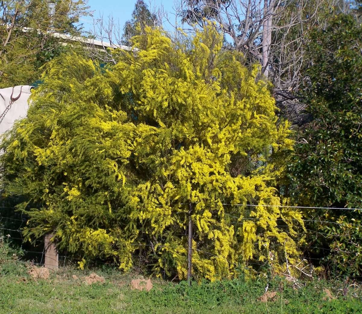 Acacia Acinacea – Gold Dust Wattle Seeds 4 Acacia Acinacea – Gold Dust Wattle Seeds - Image 2
