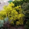 Acacia Acinacea – Gold Dust Wattle Seeds 1 Acacia Acinacea – Gold Dust Wattle Seeds -Garden Fresh Shop Acacia acinacea – Gold Dust Wattle scaled 1