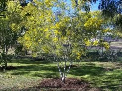 Acacia Spectabilis – Mudgee Wattle Seeds