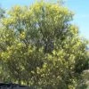 Acacia Subulate – Awl-leaf Wattle Seeds -Garden Fresh Shop Acacia subulata – Awl leaf Wattle 1 scaled 1