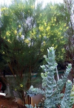 Acacia Subulate – Awl-leaf Wattle Seeds -Garden Fresh Shop Acacia subulata – Awl leaf Wattle in flower scaled 1