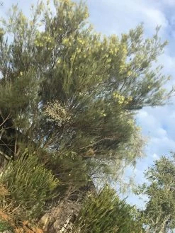 Acacia Subulate – Awl-leaf Wattle Seeds -Garden Fresh Shop Acacia subulata – Awl leaf Wattle scaled 1