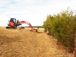 Acacia Subulate – Awl-leaf Wattle Seeds -Garden Fresh Shop Acacia subulate Awl leaf wattle hedge0427