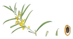 Acacia Uncifolia – Coast Wirilda Seeds 9 Acacia Uncifolia – Coast Wirilda Seeds -Garden Fresh Shop Acacia uncifolia