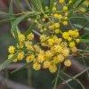 Acacia Uncifolia – Coast Wirilda Seeds -Garden Fresh Shop Acacia uncifolia Acacia uncifolia