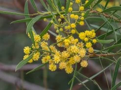 Acacia Uncifolia – Coast Wirilda Seeds