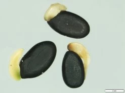 Acacia Uncifolia – Coast Wirilda Seeds 8 Acacia Uncifolia – Coast Wirilda Seeds -Garden Fresh Shop Acacia uncifolia G I Walker S N