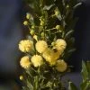 Acacia Paradoxa – Hedge Wattle Seeds