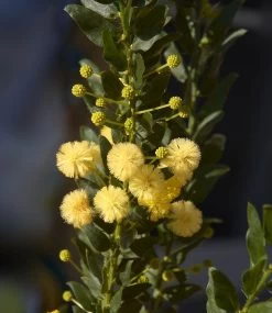 Acacia Paradoxa – Hedge Wattle Seeds