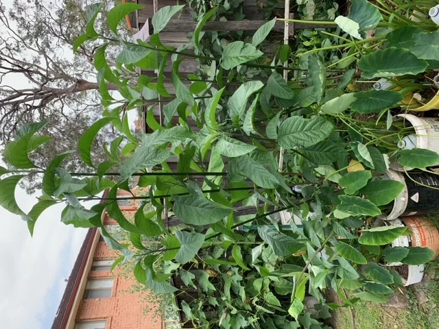 2x African Bitter-Sweet Leaf (Rooted & Potted) Seedling Plants 5 2x African Bitter-Sweet Leaf (Rooted & Potted) Seedling Plants - Image 3