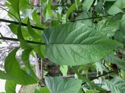 1x African Bitter-sweet Leaf (Rooted & Potted) Seedling