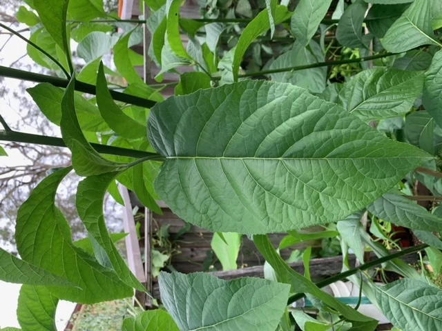 1x African Bitter-sweet Leaf (Rooted & Potted) Seedling 3 1x African Bitter-sweet Leaf (Rooted & Potted) Seedling