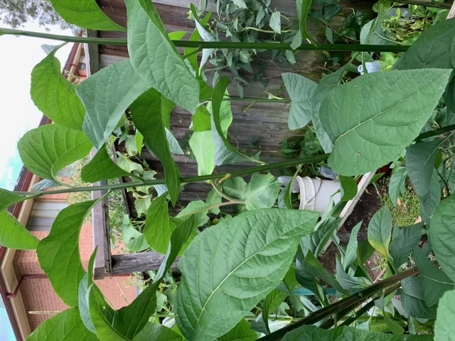 2x African Bitter-Sweet Leaf (Rooted & Potted) Seedling Plants 4 2x African Bitter-Sweet Leaf (Rooted & Potted) Seedling Plants - Image 2