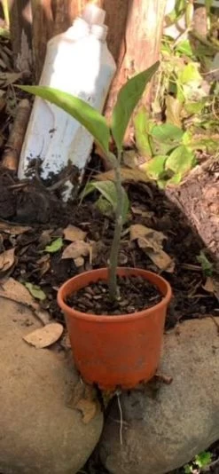 1x African Bitter-sweet Leaf (Rooted & Potted) Seedling 14 1x African Bitter-sweet Leaf (Rooted & Potted) Seedling -Garden Fresh Shop African Bitter 3