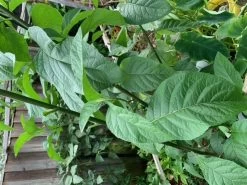 2x African Bitter-Sweet Leaf (Rooted & Potted) Seedling Plants