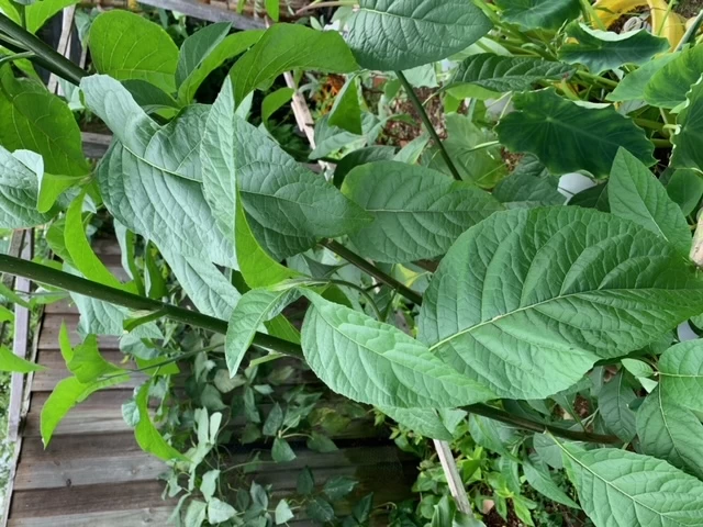 2x African Bitter-Sweet Leaf (Rooted & Potted) Seedling Plants 3 2x African Bitter-Sweet Leaf (Rooted & Potted) Seedling Plants