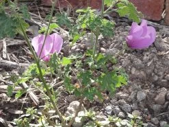 Alyogyne Huegelii – Wa Hibiscus Seeds -Garden Fresh Shop Alyogyne huegelii Pink Enough Wildtech June 2020 1