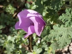 Alyogyne Huegelii – Wa Hibiscus Seeds -Garden Fresh Shop Alyogyne huegelii Pink Enough Wildtech June 2020 2