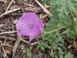 Alyogyne Huegelii – Wa Hibiscus Seeds -Garden Fresh Shop Alyogyne huegelii Pink Enough Wildtech June 2020 8