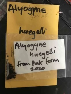 Alyogyne Huegelii – Wa Hibiscus Seeds -Garden Fresh Shop Alyogyne huegelii – WA Hibiscus my seed from Gin Gin
