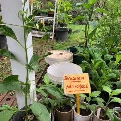Jerusalem Artichoke Plants -Garden Fresh Shop Artichoke 1