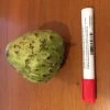 Other Custard Apple (Asian) Seeds -Garden Fresh Shop Asian custard apple 2