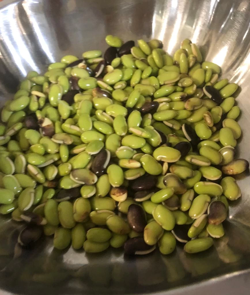 Organic Lablab Bean Vine Variety /Indian Bean/Avarakkai Seeds 3 Organic Lablab Bean Vine Variety /Indian Bean/Avarakkai Seeds