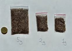 Xerochrysum Bracteatum (Mixed Colour) Everlasting Paper Daisy (5g Bulk) Seeds -Garden Fresh Shop BA45CC96 585F 4943 86CB 8FE516A62E00 scaled 1