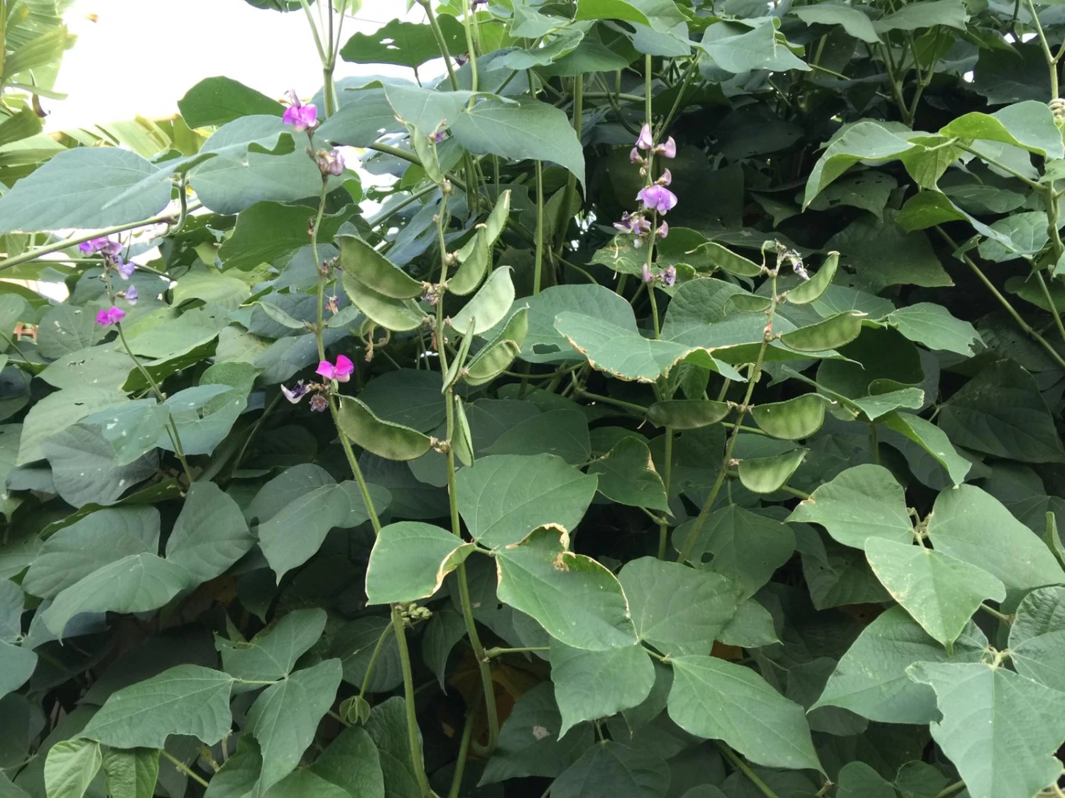 Organic Lablab Bean Vine Variety /Indian Bean/Avarakkai Seeds 4 Organic Lablab Bean Vine Variety /Indian Bean/Avarakkai Seeds - Image 2