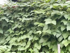 Organic Double Beans/ Tropical Lima Beans Seeds -Garden Fresh Shop BF3F1F95 5C53 48C2 8991 EBAEECBB6D5A scaled 1