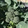 Broccoli Seeds -Garden Fresh Shop BROCCOLI 4