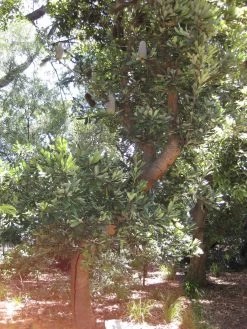 Banksia Serrata – Saw-tooth Banksia Seeds -Garden Fresh Shop Banksia serrata 2