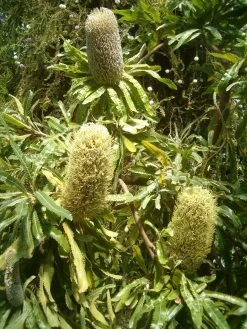 Banksia Serrata – Saw-tooth Banksia Seeds -Garden Fresh Shop Banksia serrata 3