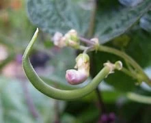 Garden Fresh Shop -Garden Fresh Shop Bean cherokee