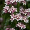 Beauty Bush Kolkwitzia Amabilis Seeds 2 Beauty Bush Kolkwitzia Amabilis Seeds -Garden Fresh Shop Beauty Bush seeds tasmania2