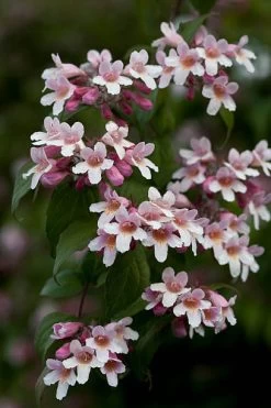 Beauty Bush Kolkwitzia Amabilis Seeds